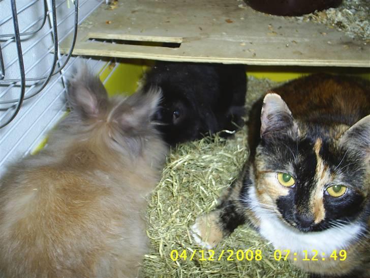 Blanding af racer Coco chanel billede 17