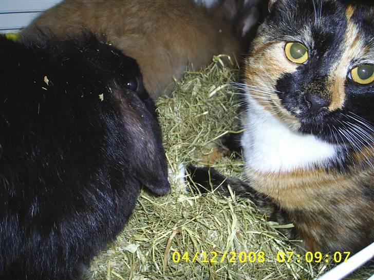 Blanding af racer Coco chanel billede 18