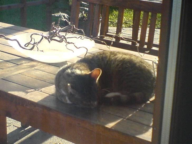 Blanding af racer Karla - Velkommen til Karlas profil ! :b  Misse der ligger ude på terasse bordet ;D billede 1