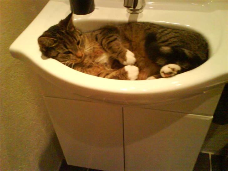 Blanding af racer Karla - Hmm.. Misse det må du ikke det der!  billede 2