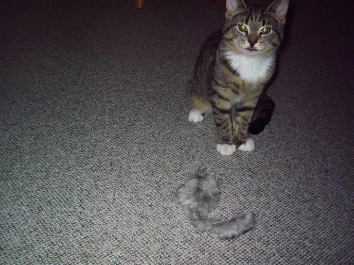 Blanding af racer Karla - Lille uskyldige misse ! :b billede 3