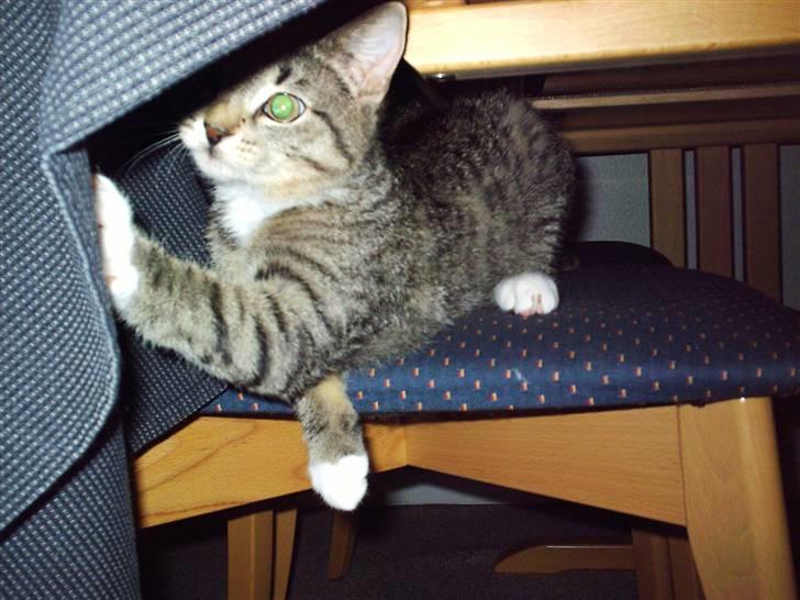 Blanding af racer Karla - Titte bøh! billede 4