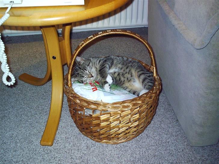 Blanding af racer Karla - Det er en god strikke kurv du har mor ! <3 :D Misse som bette .  billede 5