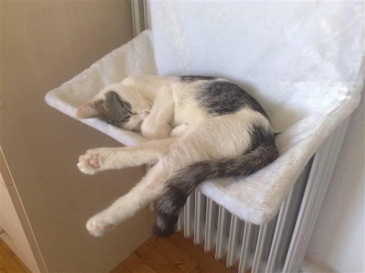 Blanding af racer / Maine Coon Bella - 5 måneder gammel .. billede 8