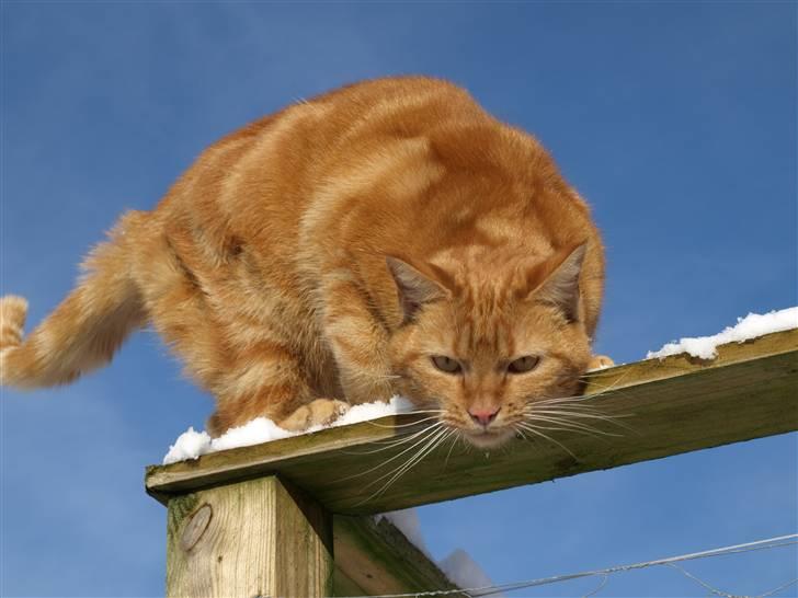 Huskat Eigil (R.I.P. 26.12.12) billede 15