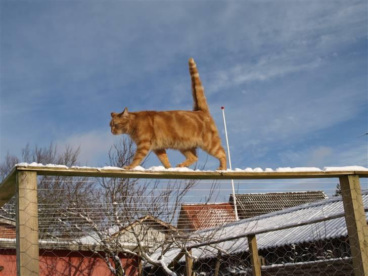 Huskat Eigil (R.I.P. 26.12.12) billede 16