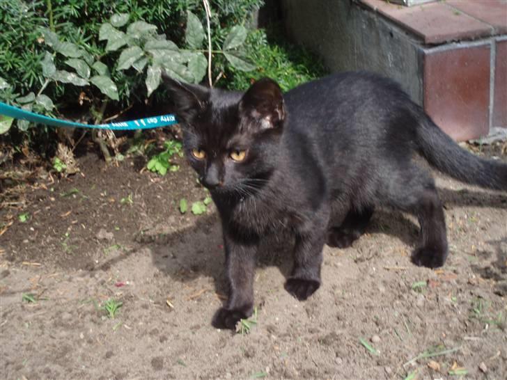 Huskat Sandi - Nabo besøg ;) billede 11