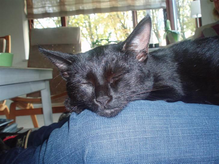 Huskat Sandi - Ligger lige og putter på store søsters knæ billede 12