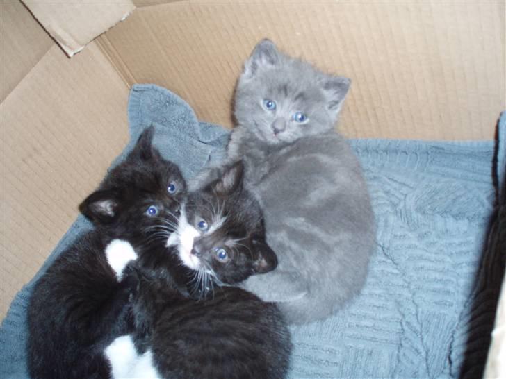 Huskat Sandi - Her er bette missen sammen med sine søskende fra ejet kuld billede 13