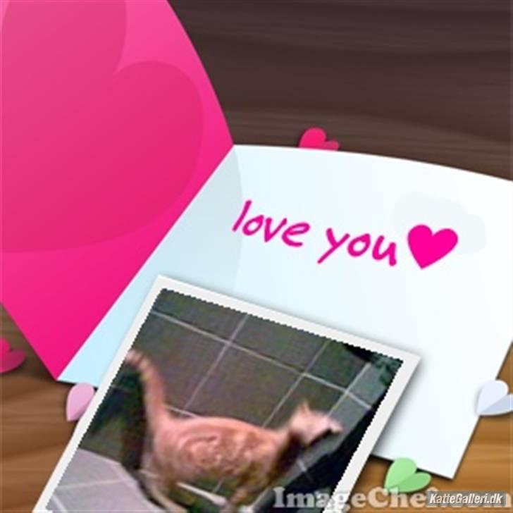 Blanding af racer Verner billede 11