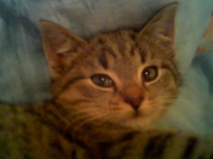 Blanding af racer Karla - Må jeg godt sove nu? Misse som bette ! :D billede 6