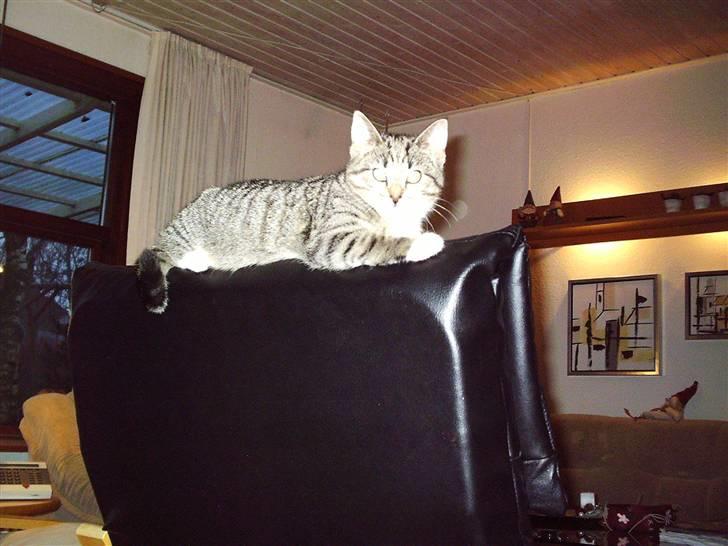 Blanding af racer Karla - Hmm..Du er en bisse ! <33 Der du var lille !  billede 7