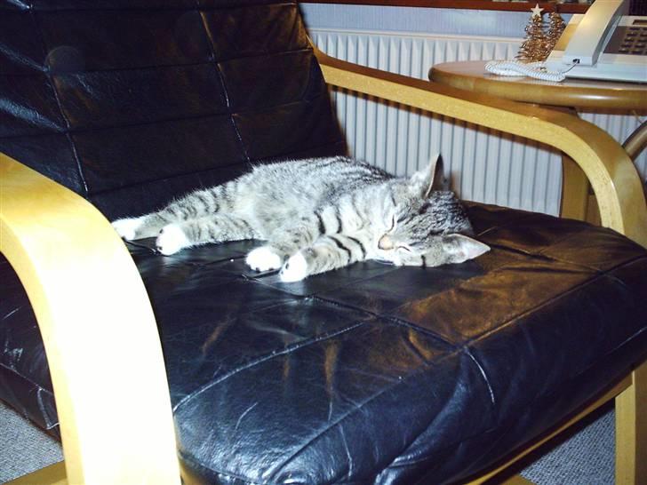 Blanding af racer Karla - Trætte lille misse ! :) billede 8