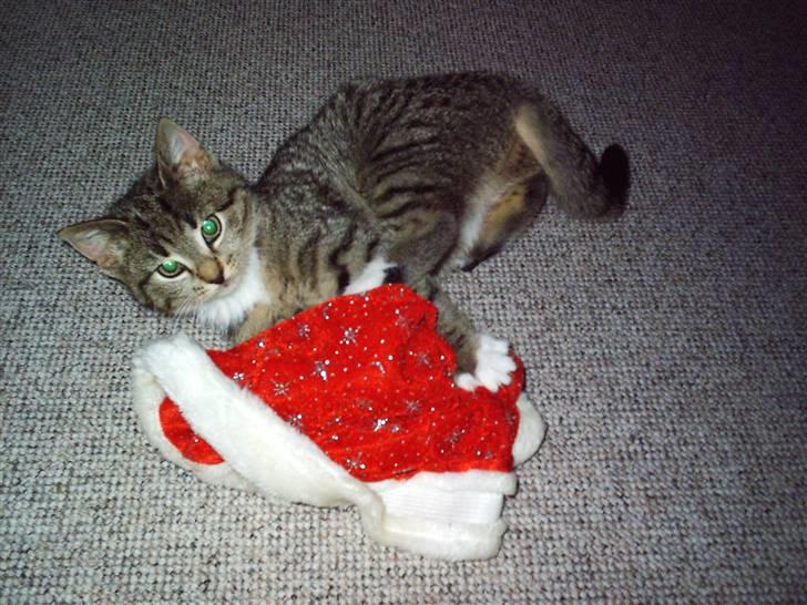 Blanding af racer Karla - Julen er bare den bedste tid på året for der er nissehuer og juletræer! :P billede 9