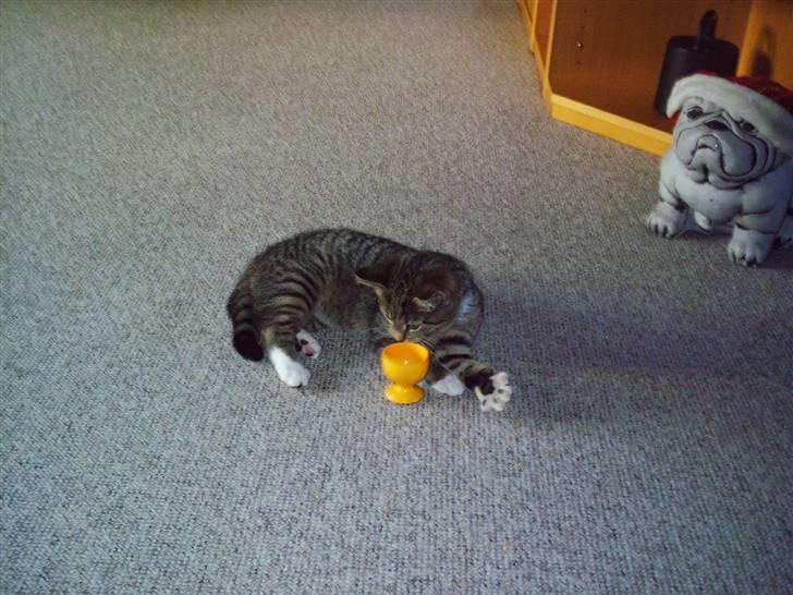 Blanding af racer Karla - Det dufter godt ! :b billede 10