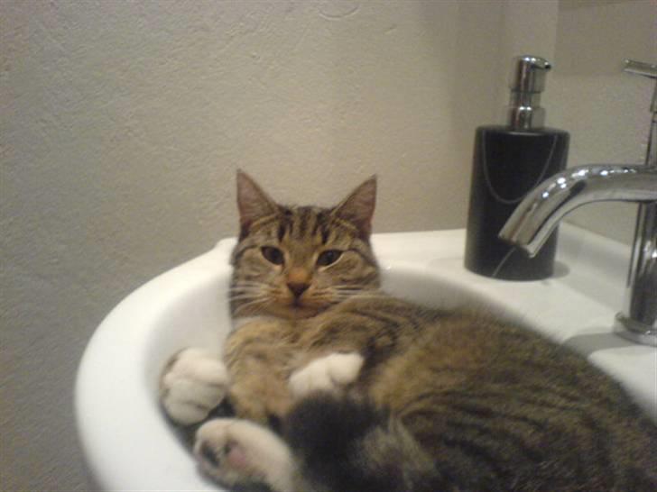 Blanding af racer Karla - Hmm.. Det må du stadig ik misse ! :b billede 11