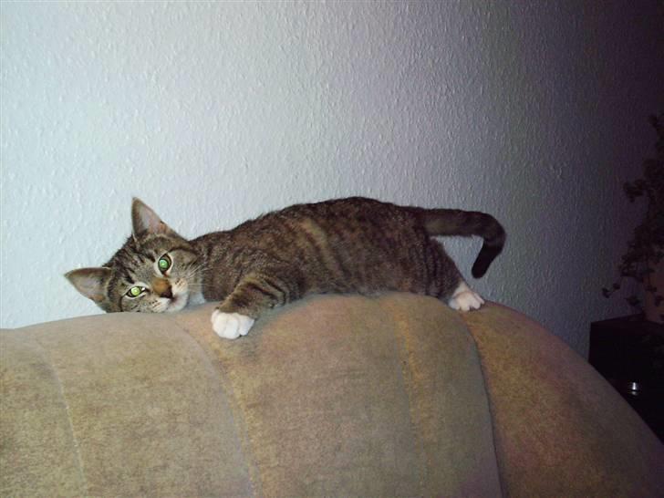 Blanding af racer Karla - Far bliver sur når du gør det der ! :D billede 12