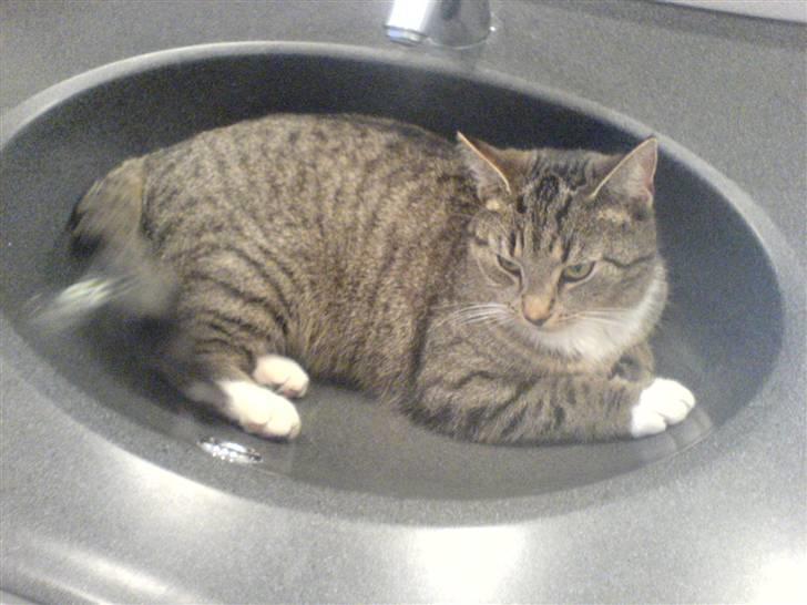 Blanding af racer Karla - Den vask må du slet ikke ligge i ! ;D billede 13