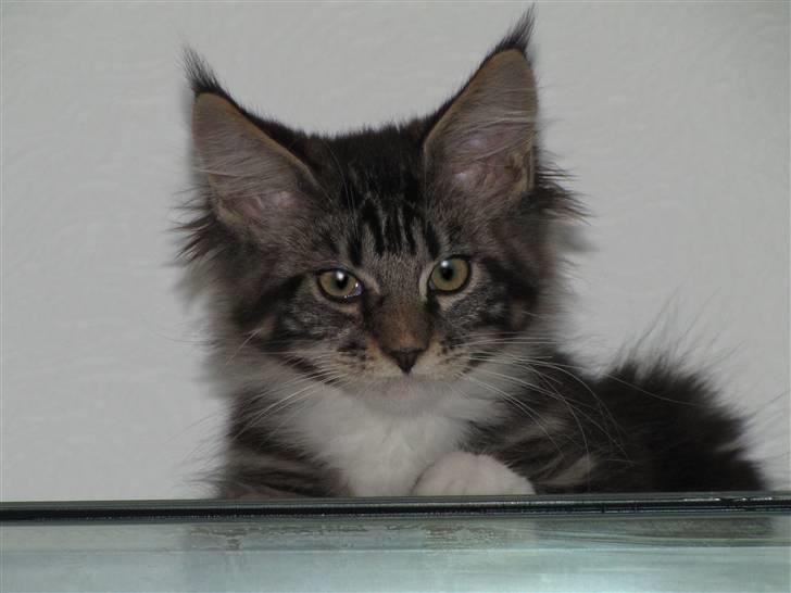 Maine Coon Loke billede 20