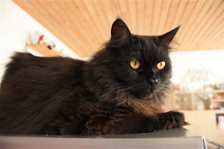 Blanding af racer Buster Nielsen - Hej jeg hedder buster. billede 1