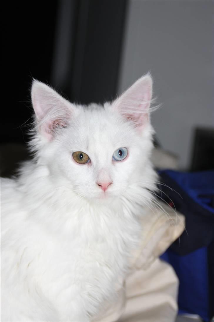 Maine Coon Da Vinci R.I.P - Velkommen til Da Vinci´s profil :) billede 1