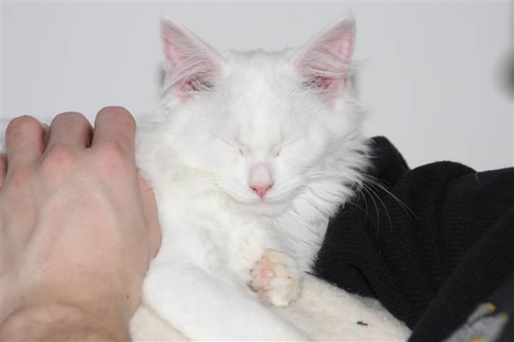 Maine Coon Da Vinci R.I.P billede 2