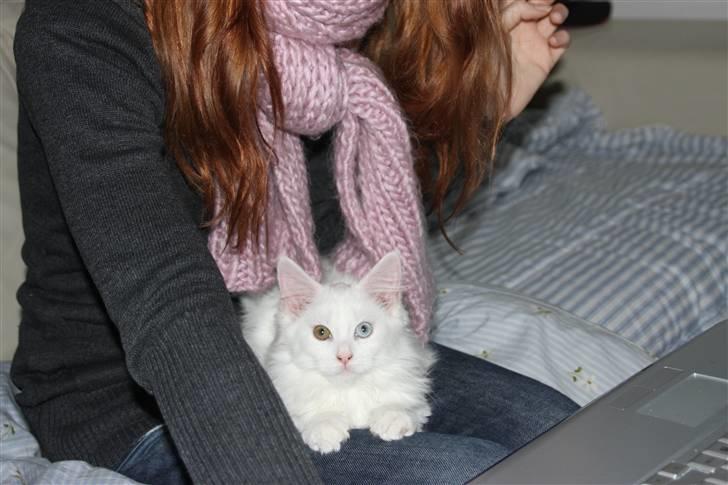 Maine Coon Da Vinci R.I.P billede 3