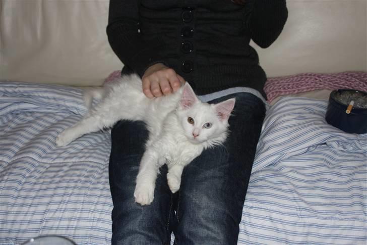 Maine Coon Da Vinci R.I.P billede 4