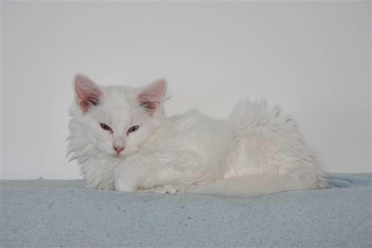 Maine Coon Da Vinci R.I.P billede 5