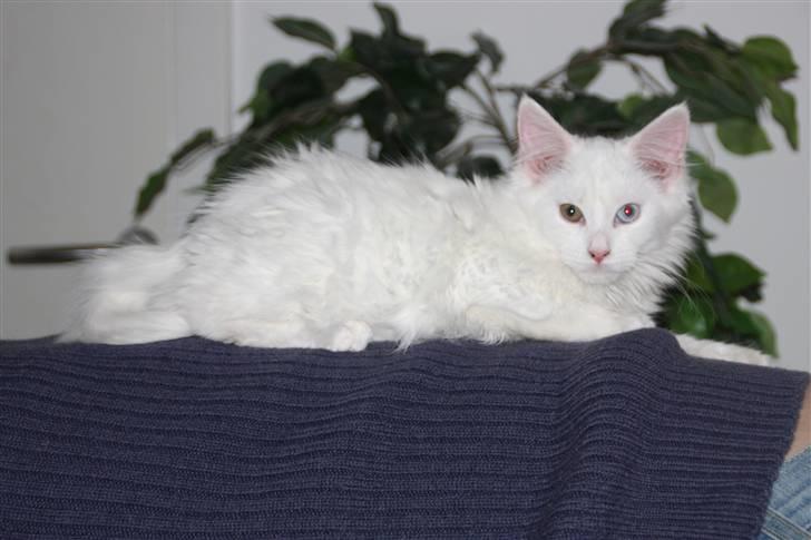 Maine Coon Da Vinci R.I.P billede 6