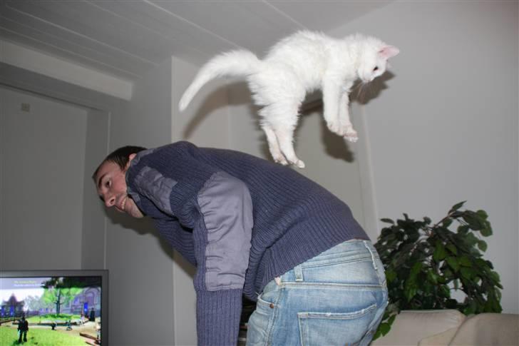 Maine Coon Da Vinci R.I.P - han hoppede lige en gang op og ned med ryggen. og katten havde ellers are fulgt med, men denne gang sprang han selv lige opad :P billede 7