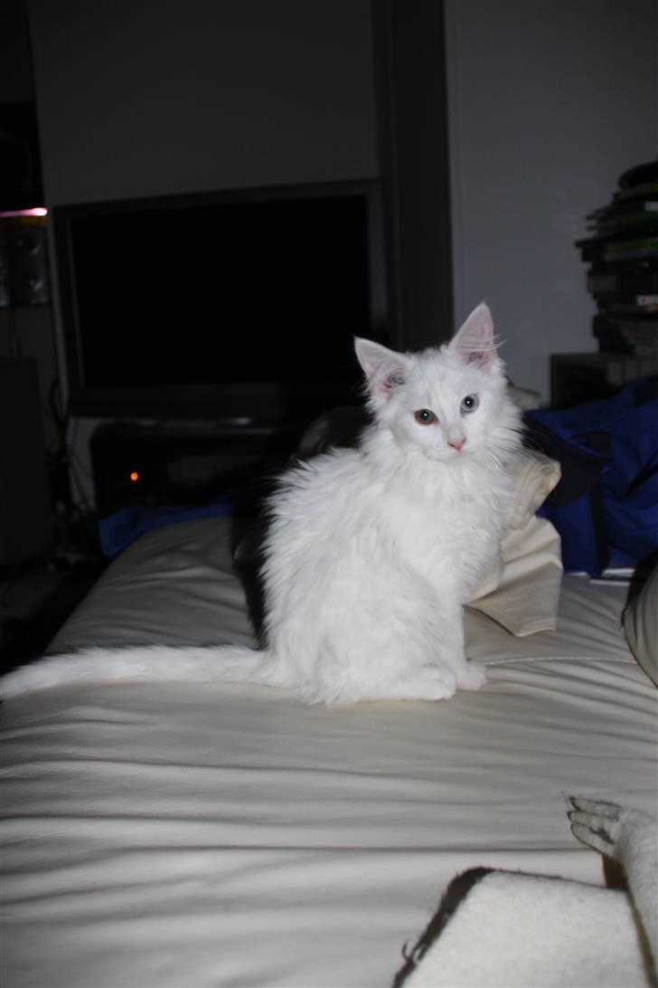 Maine Coon Da Vinci R.I.P billede 8