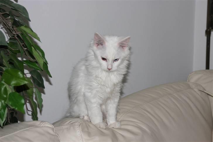 Maine Coon Da Vinci R.I.P billede 9