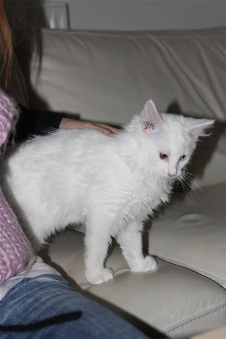 Maine Coon Da Vinci R.I.P billede 10