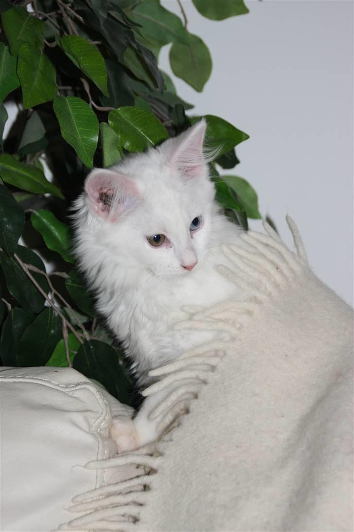 Maine Coon Da Vinci R.I.P billede 11