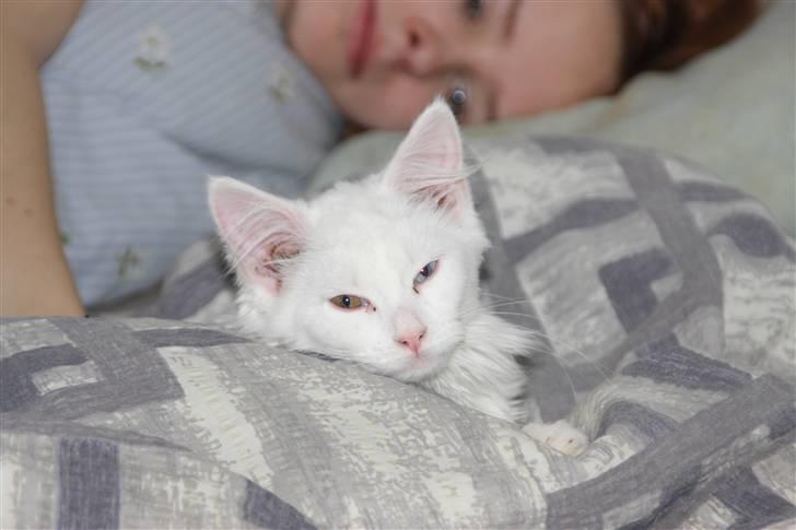 Maine Coon Da Vinci R.I.P billede 12