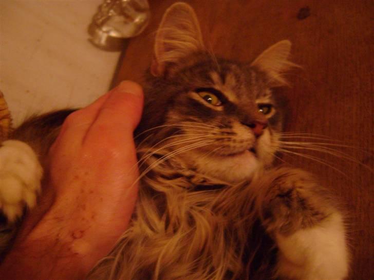 Blanding af racer Pjevs R.I.P. - ah,dejligt at blive nusset billede 8