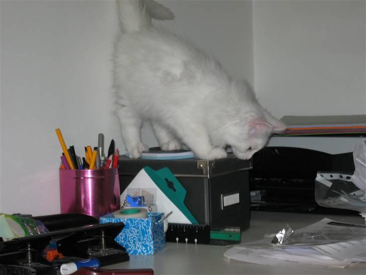 Maine Coon Snowflake - Skrivebordet er nu opdaget :) billede 2