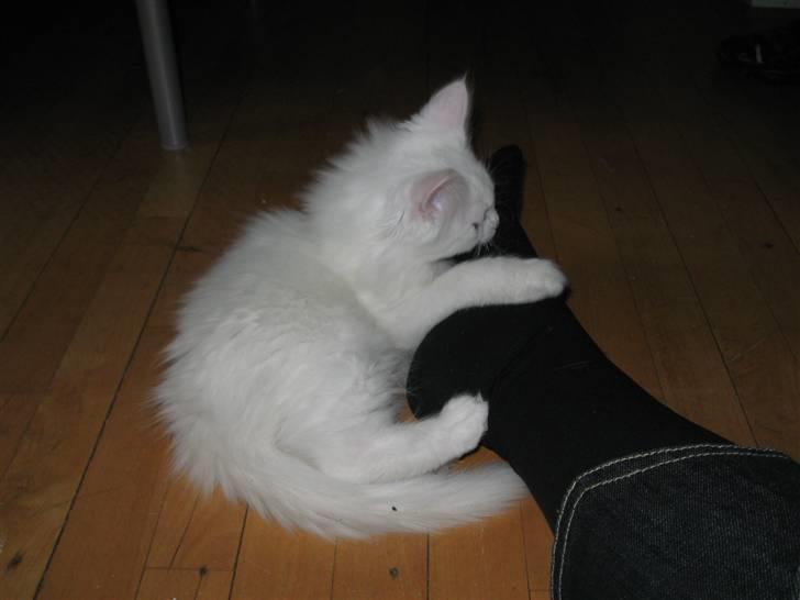 Maine Coon Snowflake - Han legede med min fod, ca. 5 min. efter vi var kommet hjem med ham.. billede 3
