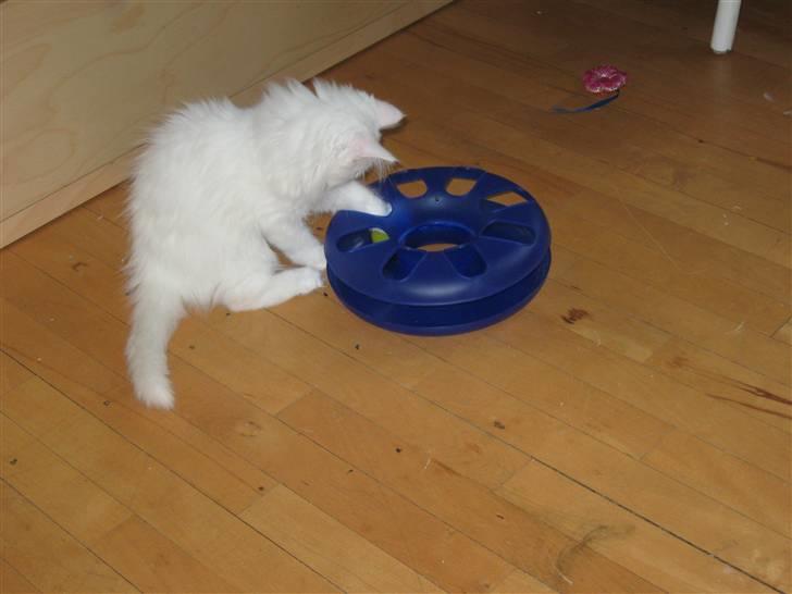 Maine Coon Snowflake - Yndlingslegetøjet :) billede 4