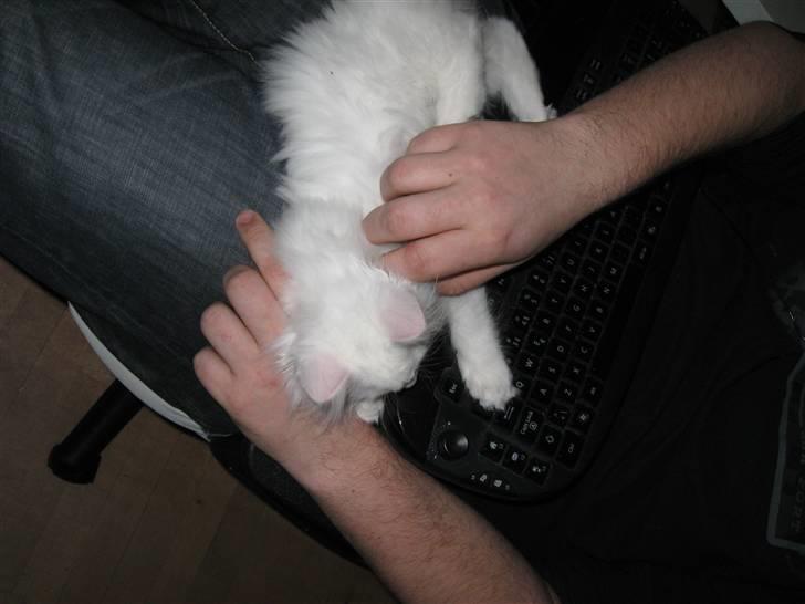 Maine Coon Snowflake - Nusse hos min kæreste oven på tastaturet ;) billede 5