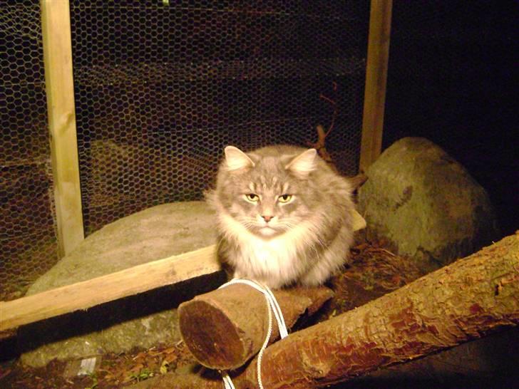 Blanding af racer Pjevs R.I.P. - Hygger mig herude....Miau billede 9