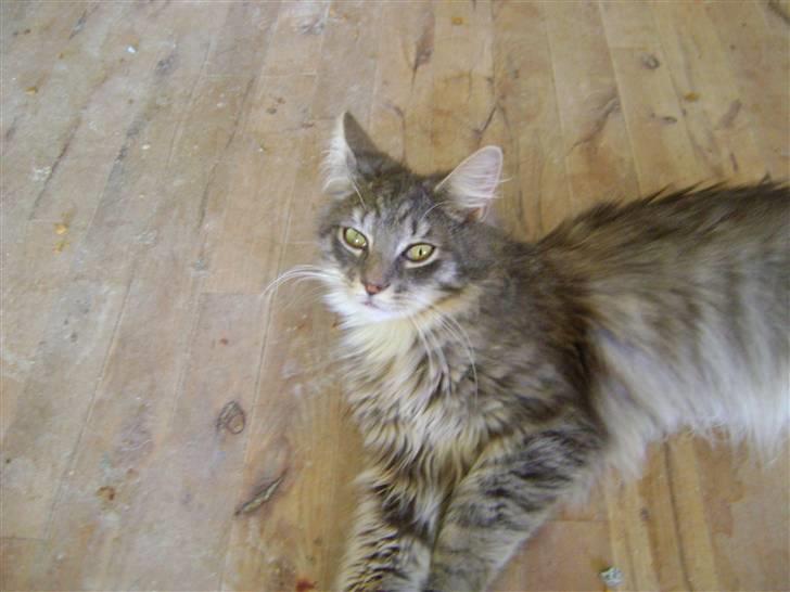 Blanding af racer Pjevs R.I.P. - Pjevs tager lige en slapper billede 12