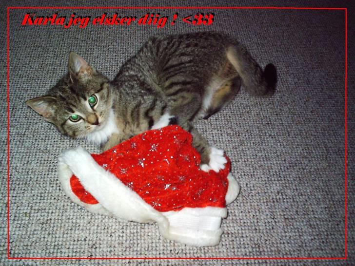 Blanding af racer Karla - Redigeret billede ;D billede 15