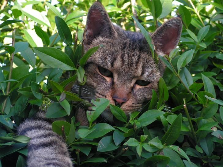 Blanding af racer Kisser billede 1