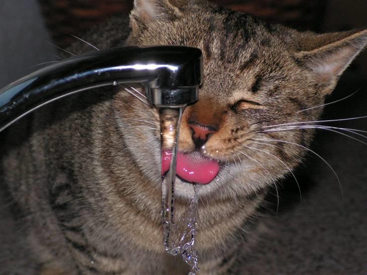 Blanding af racer Kisser billede 2