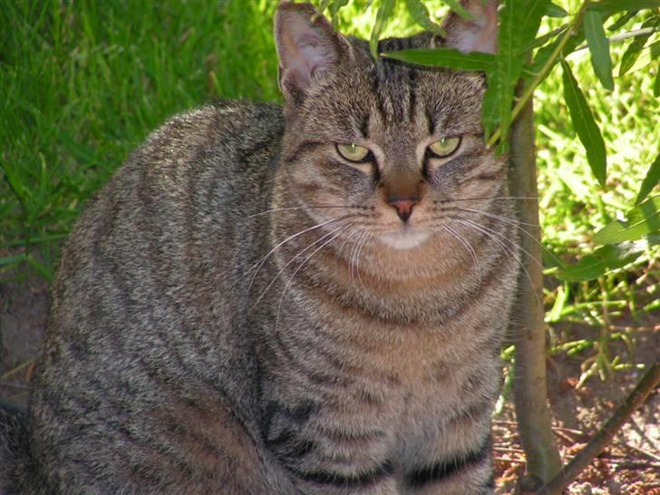 Blanding af racer Kisser billede 3