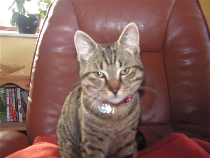 Blanding af racer Kisser billede 4