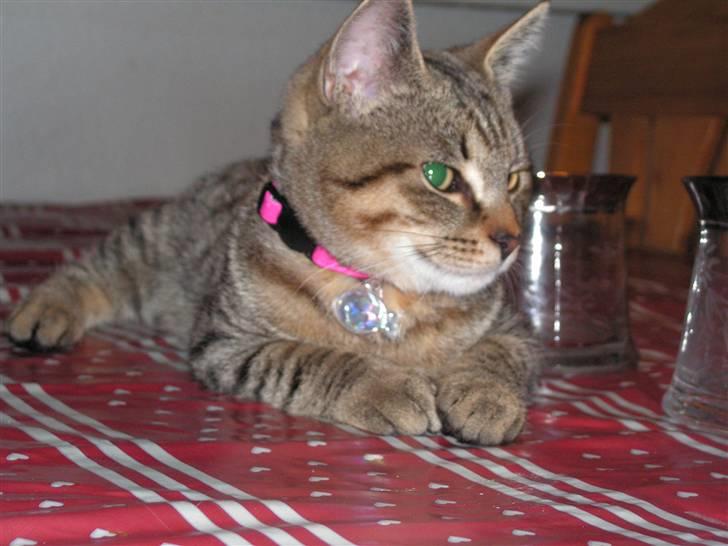 Blanding af racer Kisser billede 5