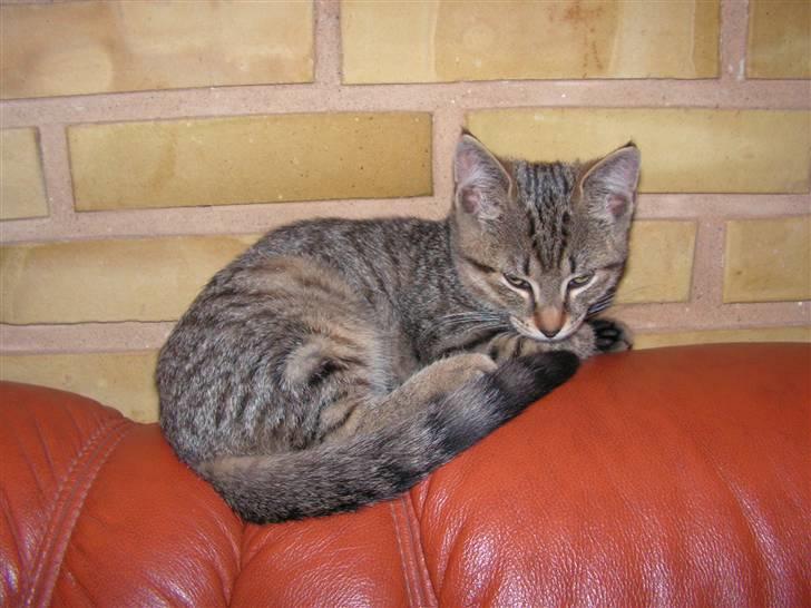 Blanding af racer Kisser billede 6